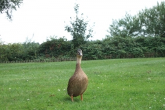 ger_d_0260