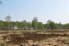 Hamburg (2011): Naturschutzgebiet Duvenstedter Brook