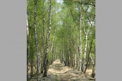 Hamburg (2011): Naturschutzgebiet Duvenstedter Brook