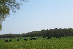 Hamburg (2011): Naturschutzgebiet Duvenstedter Brook