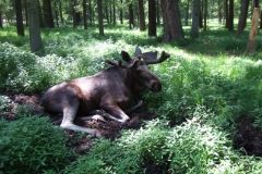 ger_hu_0220