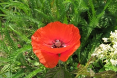 ger_rued_0090