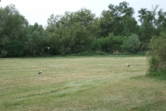 ger_wi_0180